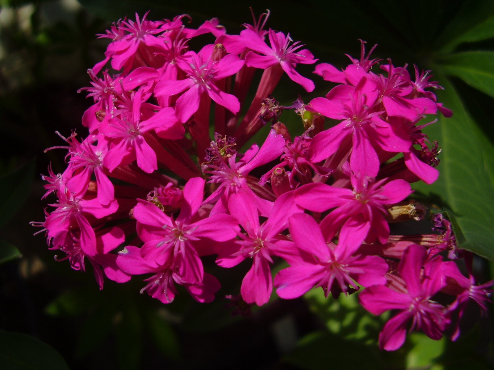 Silene Armeria – None so Pretty seed