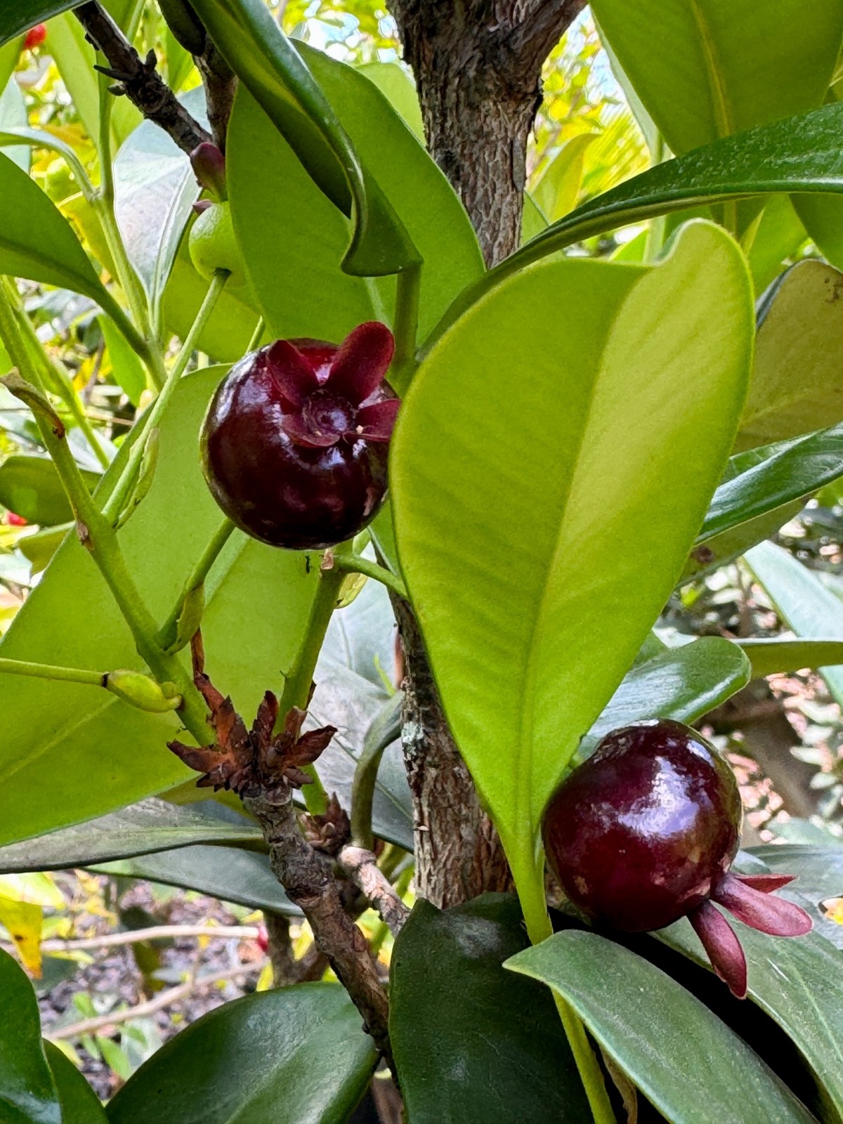 Dwarf Grumichama Eugenia Itaguehiensis Cherry Tropical Fruit Tree Starter plant