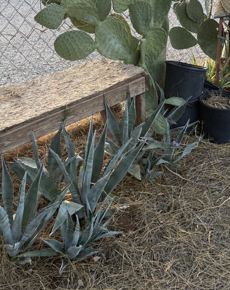 18 To 20+Inch Blue Agave Americana Century Plant Mature Cactus Mojave Desert