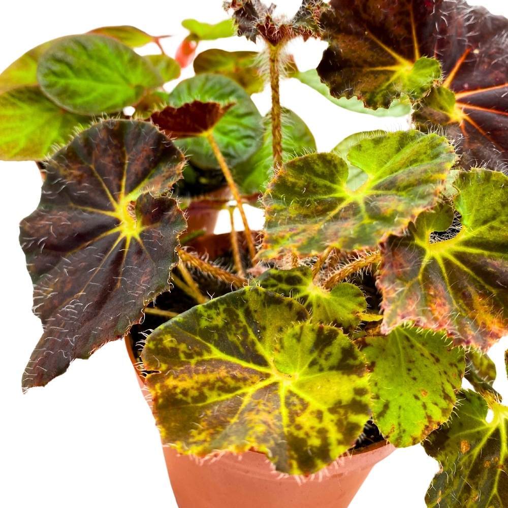 Harmony’s Rhizomatous Begonia Assortment, 4 inch 3 Different Rhizo Begonias