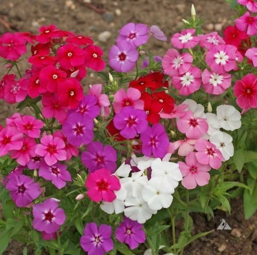 190 SEEDS – phlox BEAUTY MIX GroCo (BUY ANY 15 ITEMS-SHIPS FREE)