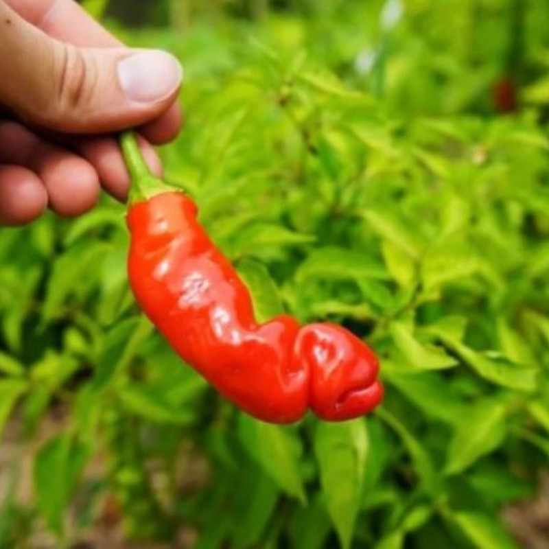 Peter Pepper Heirloom Hot pepper non GMO 10 Seeds Free Shipping!