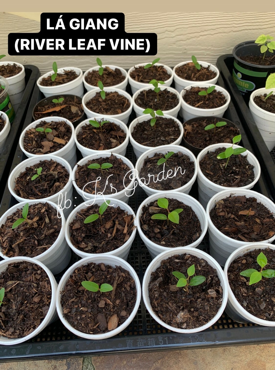 5 PCS RIVER LEAF VINE SEEDS , HAT LÁ GIANG |HIGH GERMINATION RATE 85%|
