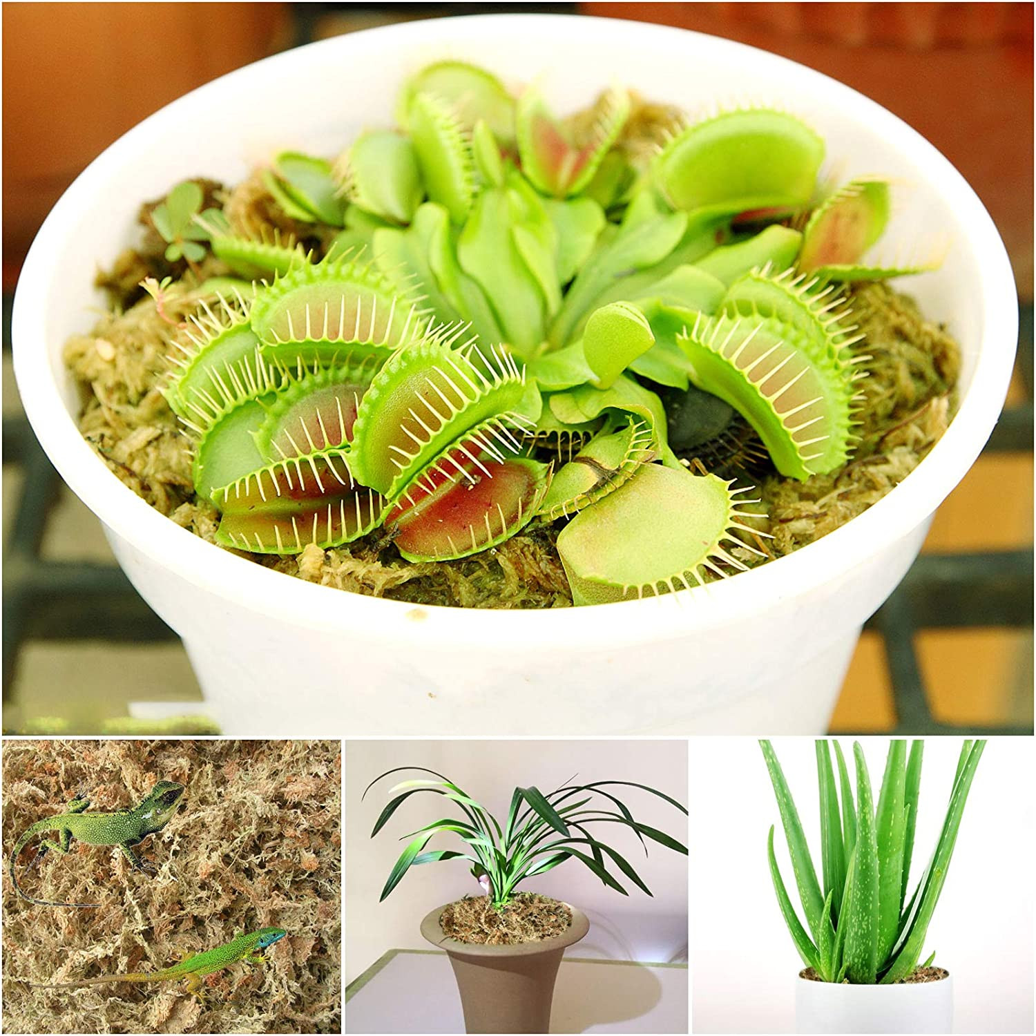 4 Qt Sphagnum Moss for Plants Reptiles Orchid Succulents