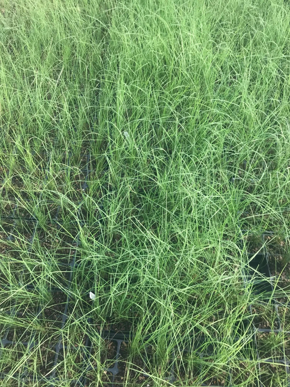 2 Pink Muhly Grass in 2.5 Inch Containers by Daylily Nursery (2 Pots of Plants)