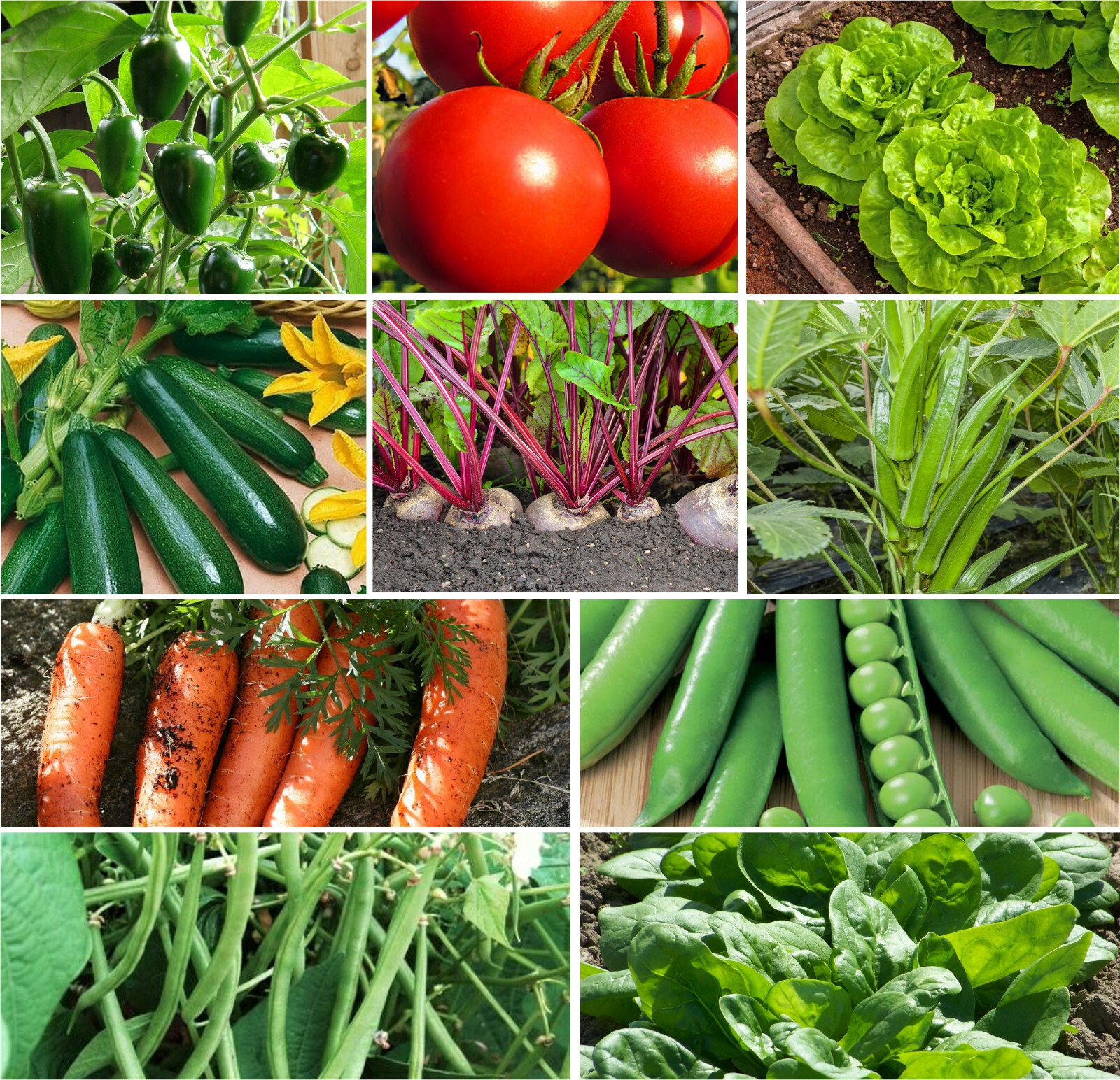 10 Gardeners Favorites Vegetable Seeds Mix Combo Pack |Bundle Planting Gift 2024