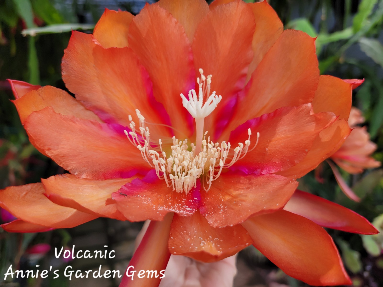 Epiphyllum Volcanic Unrooted Cuttings / 8 to 10 inches long / Orchid Cactus