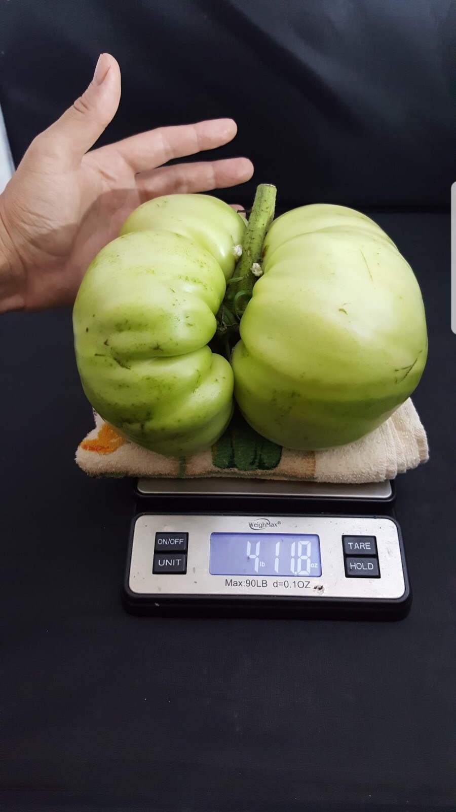 Giant Tomato Seeds X20! Big Zac! Award Winning! Can Produce Tomatoes over 5lbs!!