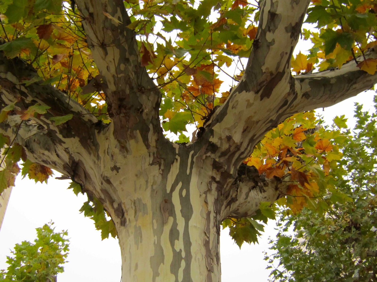 SYCAMORE ‘Platanus occidentalis’ 24+ INCHES LIVE TREE