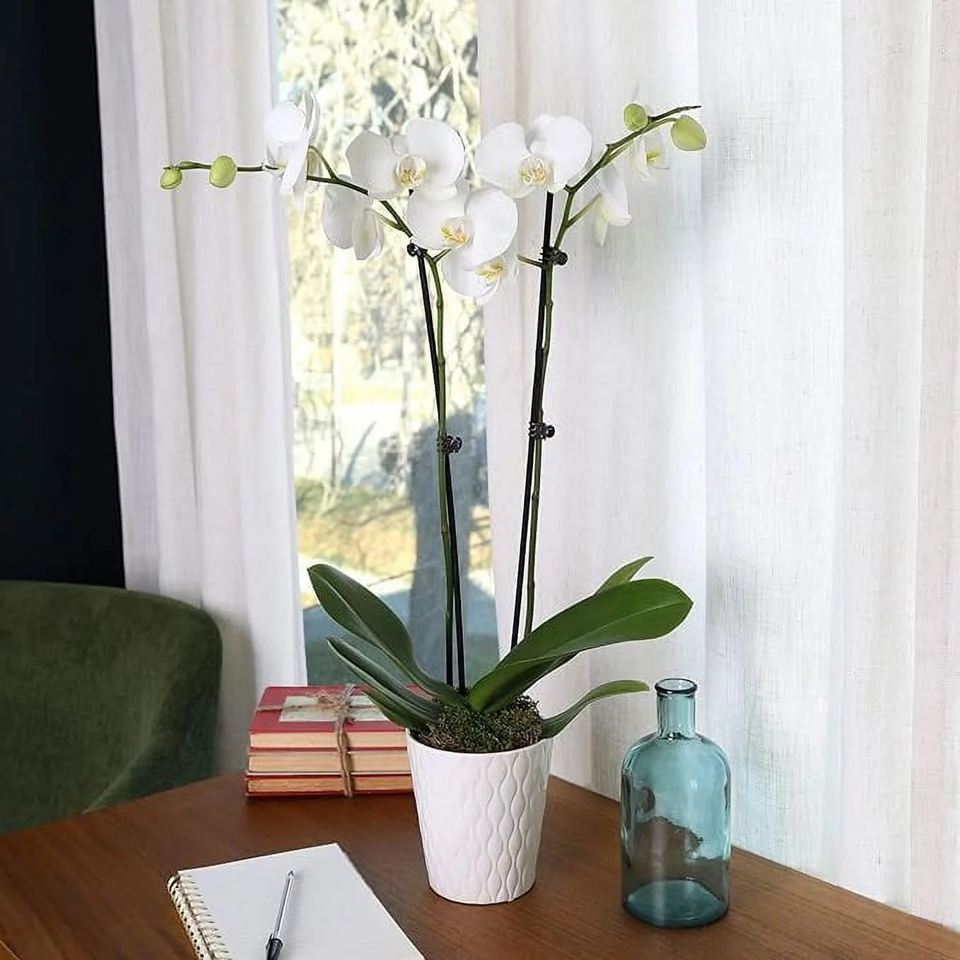 16-30″ White and Yellow Premium Orchid Live Plant in 5″ White Ceramic Pot, House
