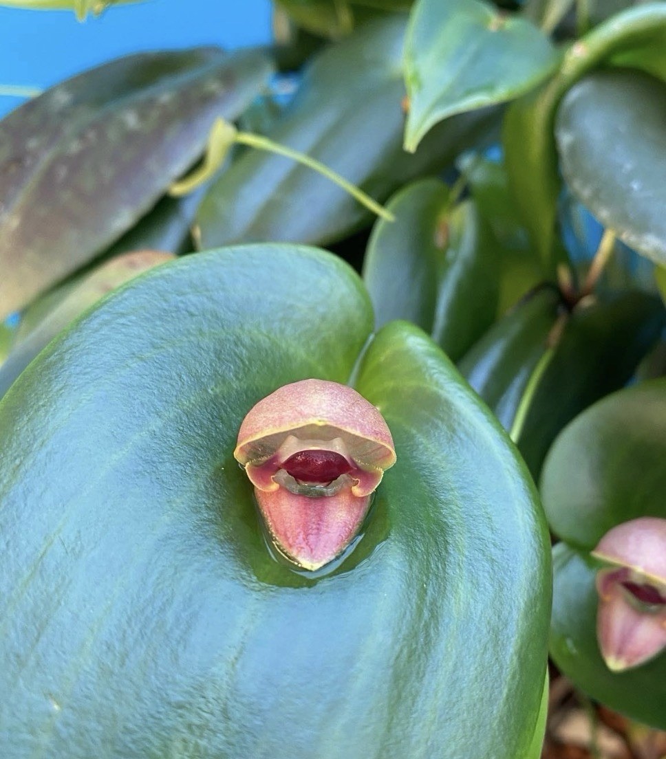 Pleurothallis palliolata Clamshell Orchid Species Cool Grower 9” Basket