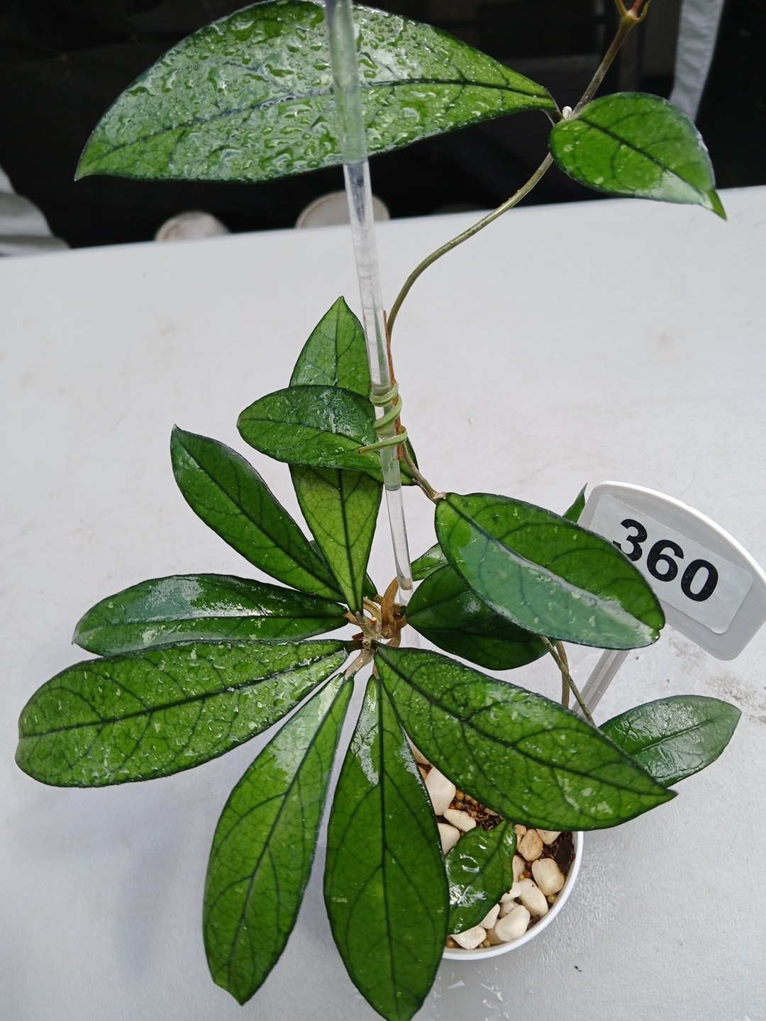 #360- Hoya CRASSIPETIOLATA Green LIVE PLANT,