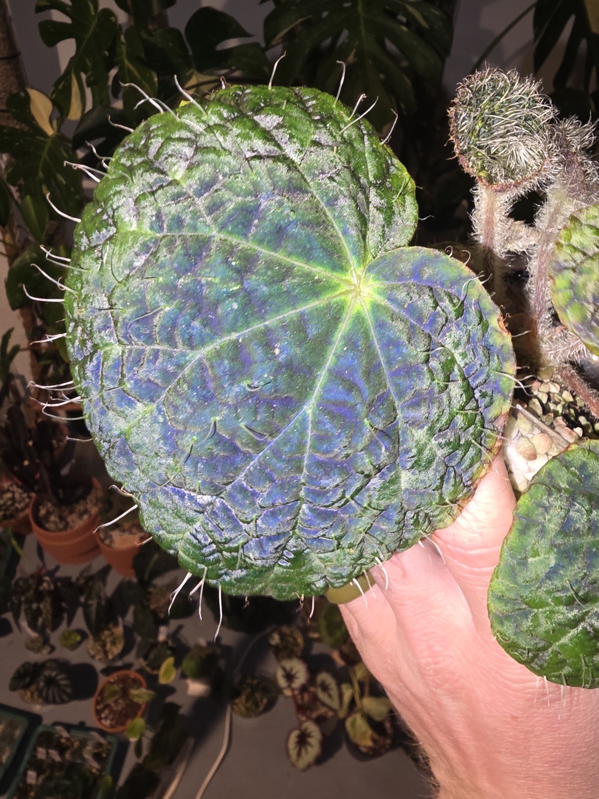 Rare Begonia Sizemoreae Longiciliata In 3 And 4 Inch Pots Fully Rooted