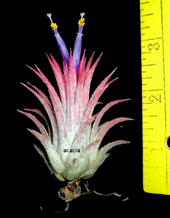 ionantha mexican tillandsia airplant measuring 2 inches tall. air plant oahu