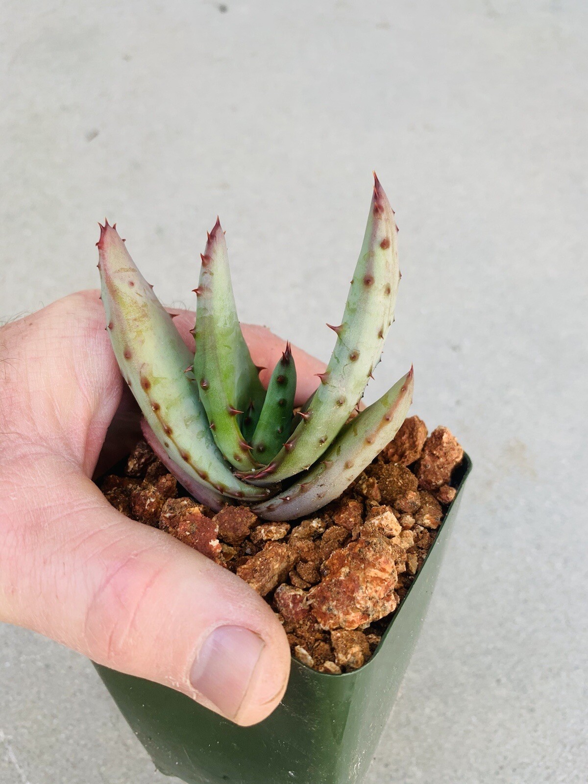 Yellow Flower Aloe ferox (Cape Aloe ) -Live Plant / Succulent Agave Rare Aloes