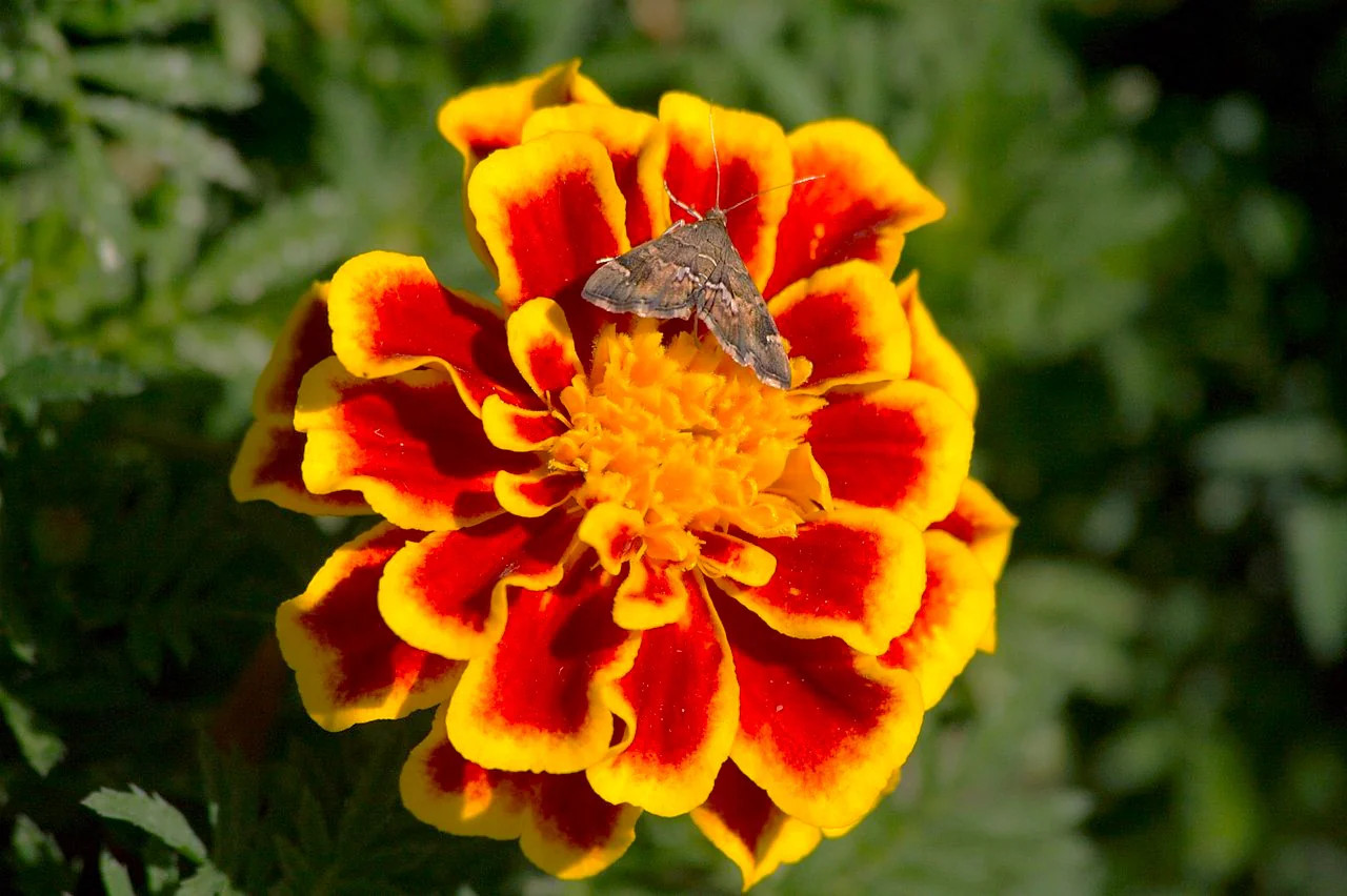 Queen Sophia French Marigold Seeds – For 2025 Planting Medium Tagetes Patulas