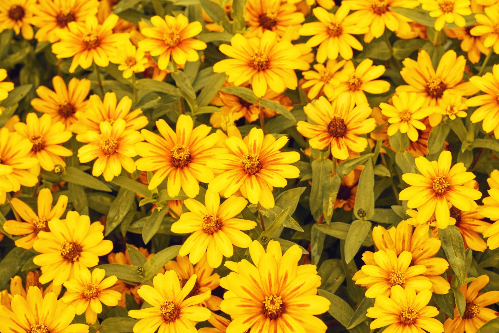 250 ORANGE CLASSIC ZINNIA Elegans (Narrow Leaf / Creeping Zinnia) Flower Seeds