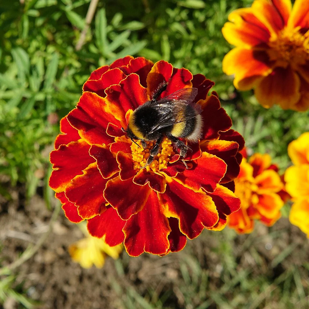 Queen Sophia French Marigold Seeds – For 2025 Planting Medium Tagetes Patulas