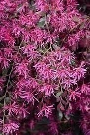 Loropetalum Plum Delight | 3 Gallon | Loropetalum chinense | Low Maintenance