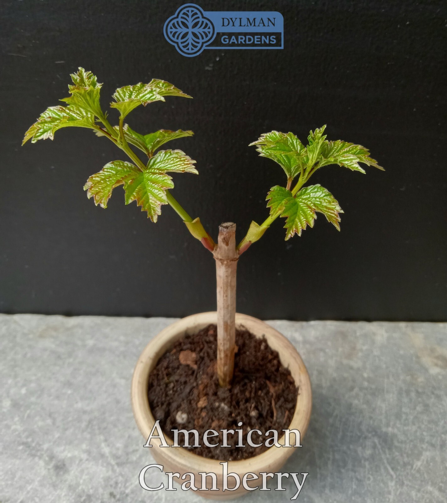 American Cranberry (Viburnum opulus var. americanum) Crampbark – Multiple Sizes