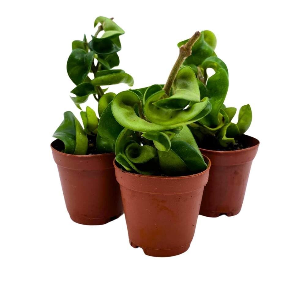 Hoya Green Hindu Rope 2 inch Set of 3 Crinkle Wax Plant Porcelain Flower Tiny Mi