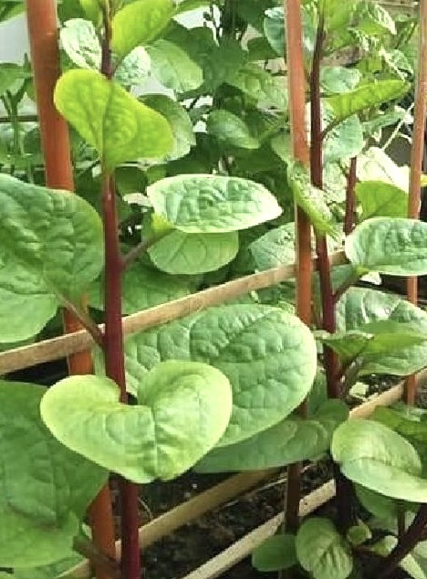 Red Malabar Spinach, Basella Alba – 5 small bare-root plants about 2-3”