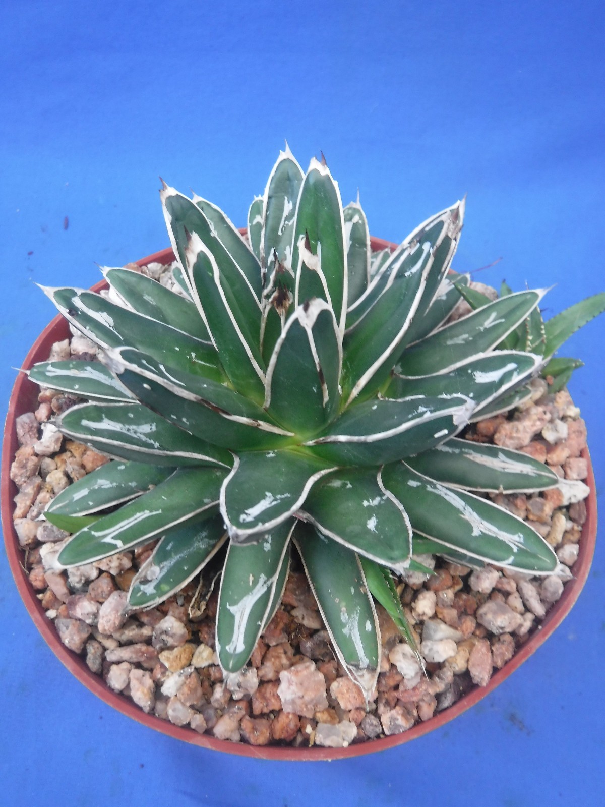 Agave victoria-reginae compacta Queen Victoria Agave 5″ Wide + 4 PUPS! I5