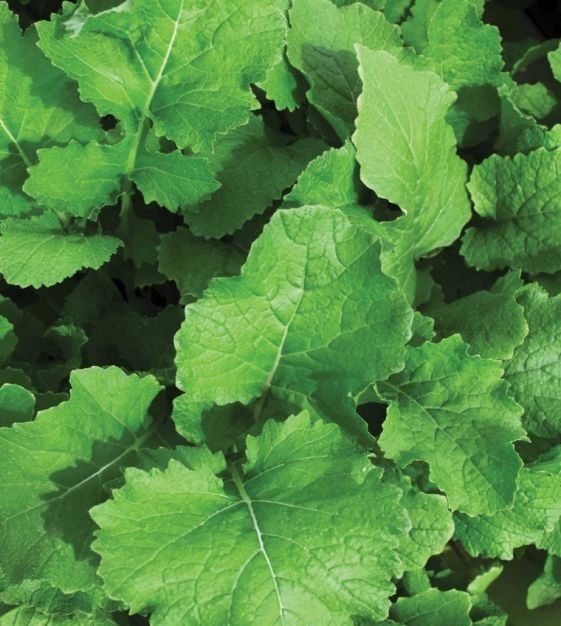 Seven Top Turnip Seeds, Southern Turnip Greens, NON-GMO, FREE SHIPPING