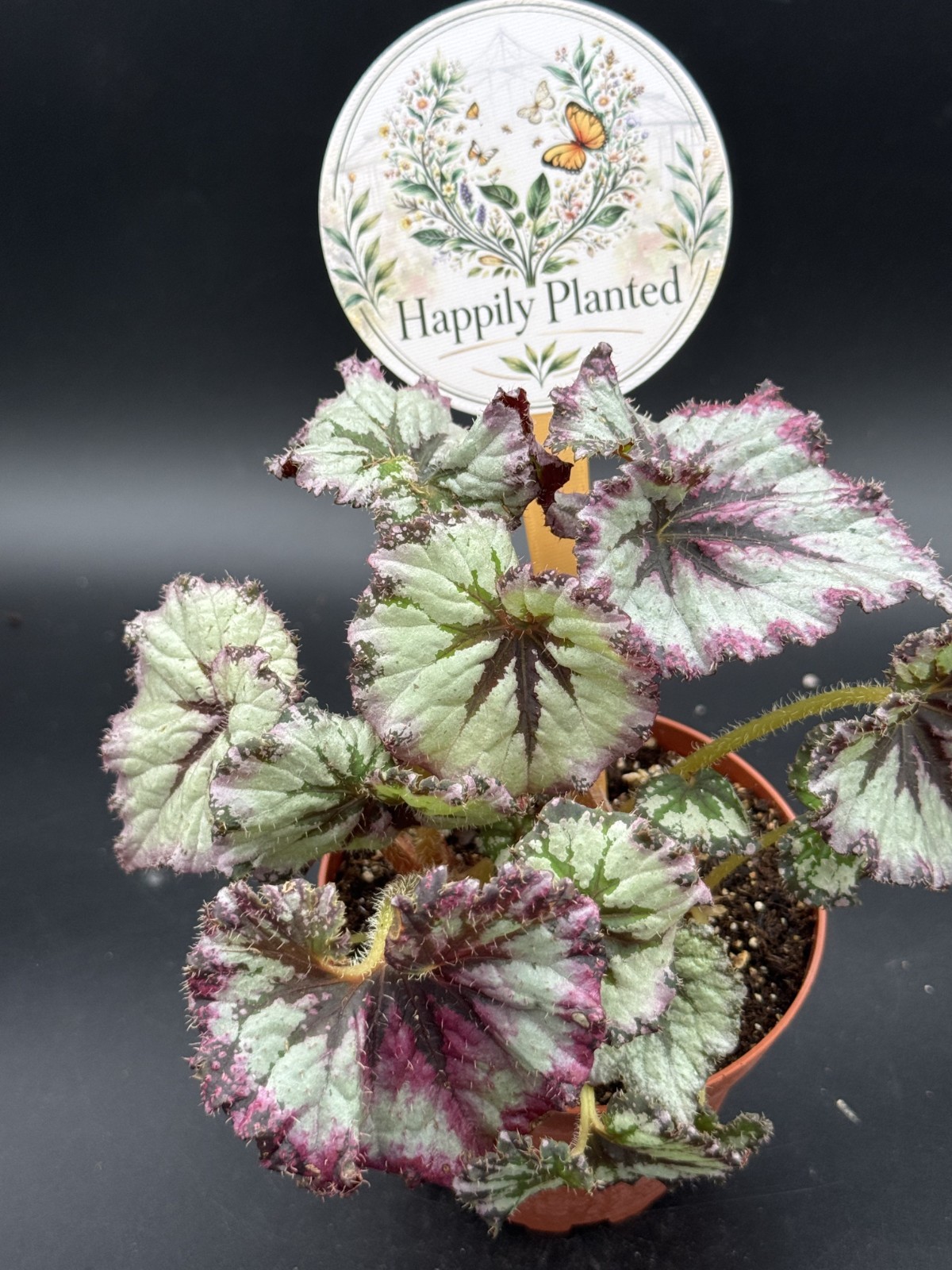 Begonia Strawberry Shortcake – 4″ Pot Live Plant – Free Shipping