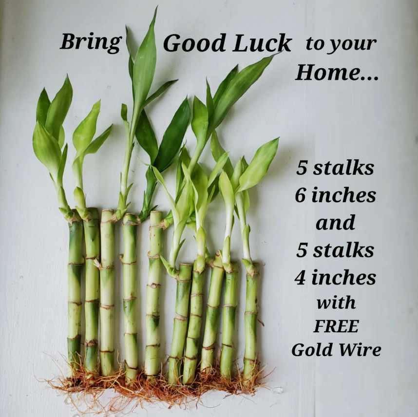 10 Lucky Bamboo Plants 4 inches & 6 inches with Gold Wire
