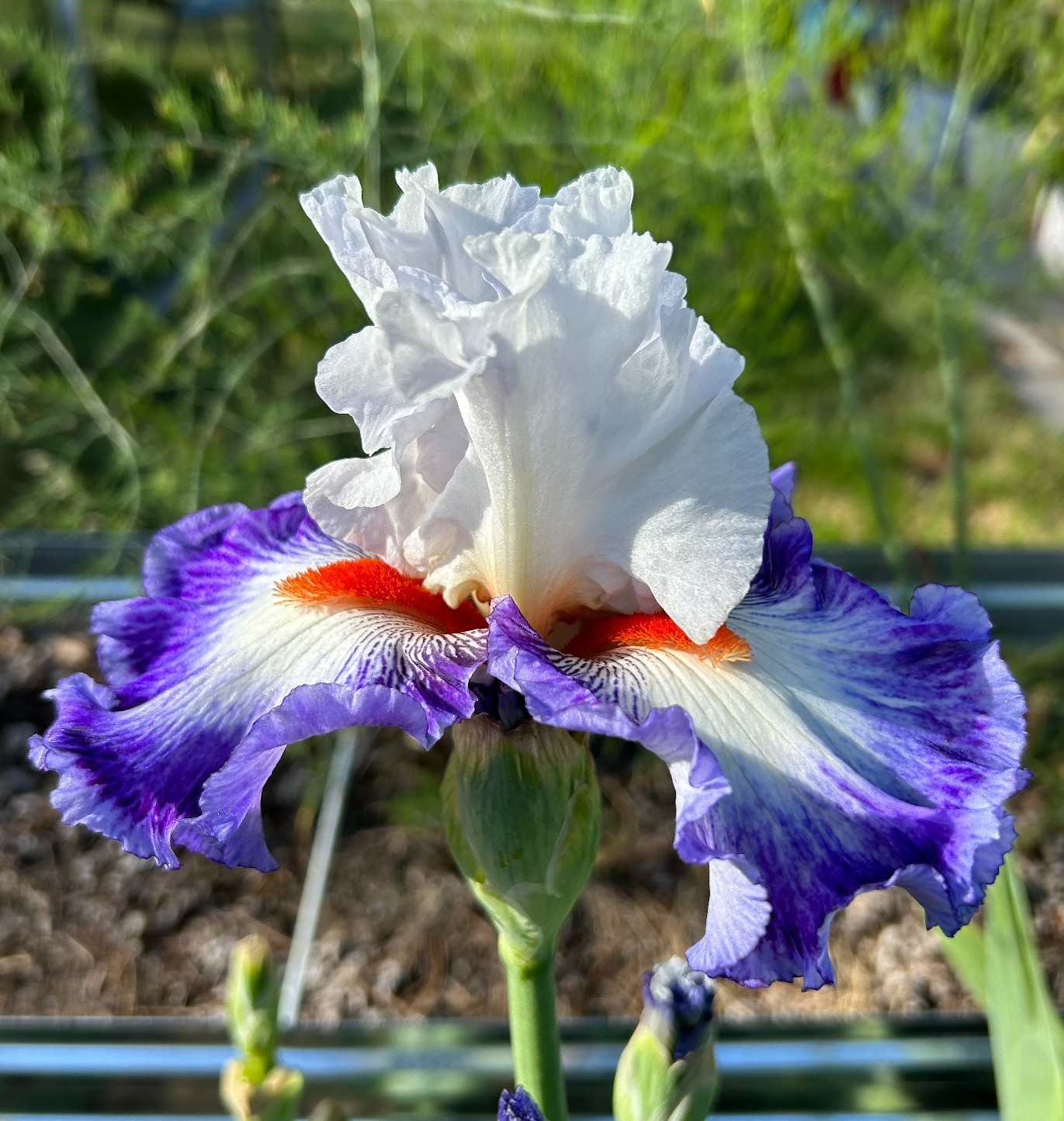 ‘Gypsy Lord’ iris rhizome + gift, combined shipping $1 each additional
