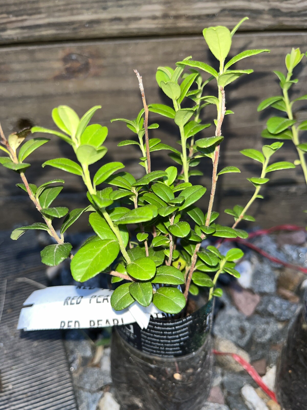 Red Pearl Lingonberry plant, well rooted plant 3-5 inches tall