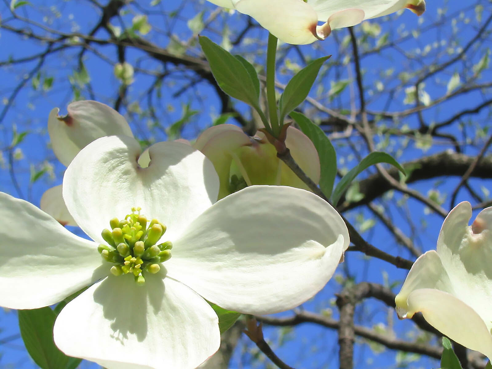 White Flowering Dogwood, Cornus florida, Tree Seeds
