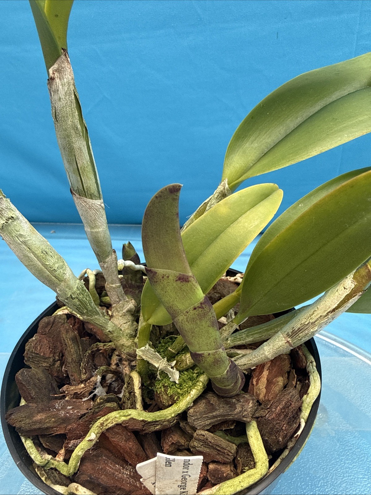 Rlc (Waikiki Splendor X George King) X Walden’s Glen Orchid Eros Hybrid 7” Pot