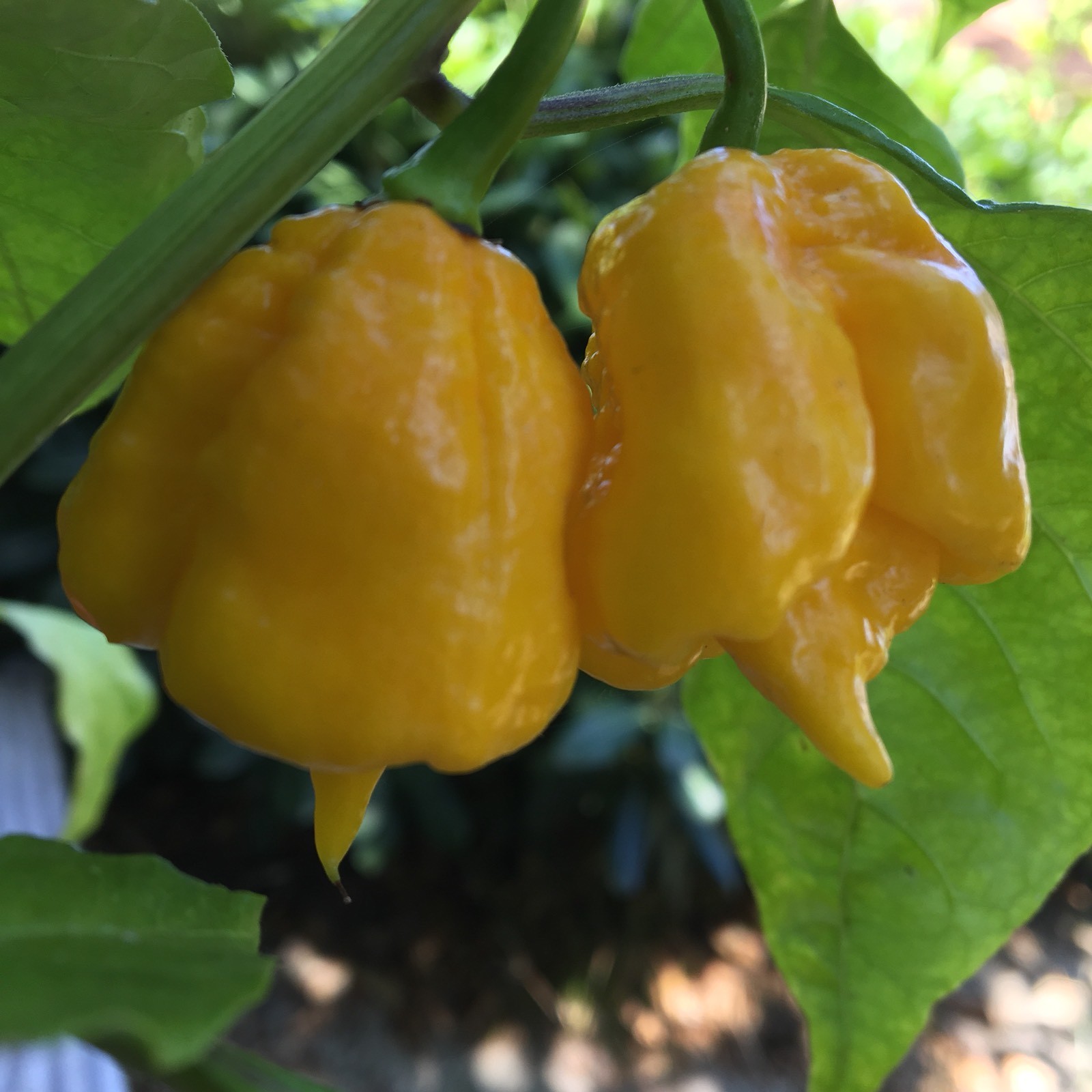 10+ Yellow 7 Pot Primo Pepper Seeds (hot chili, chile) | Hotter than Ghost