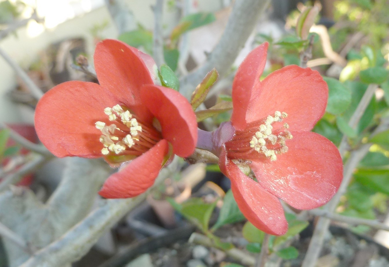 Chaenomeles Japanese Quince Pre Bonsai Dwarf Nice Movement Fat Trunk Kifu Flower