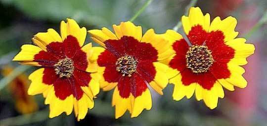 Coreopsis tinctoria | Calliopsis | Tickseed | 200_Seeds