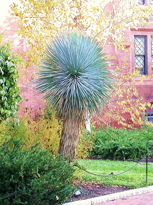 BEAKED YUCCA, yuca rostrata Big Bend agave garden aloe tree-like seed – 15 SEEDS