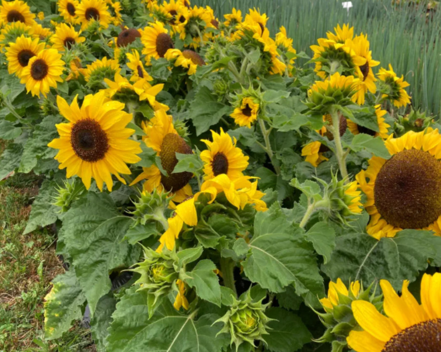 Sunflower Plant – 2-5″ Tall – Helianthus annuus – Bright Flowering Plant