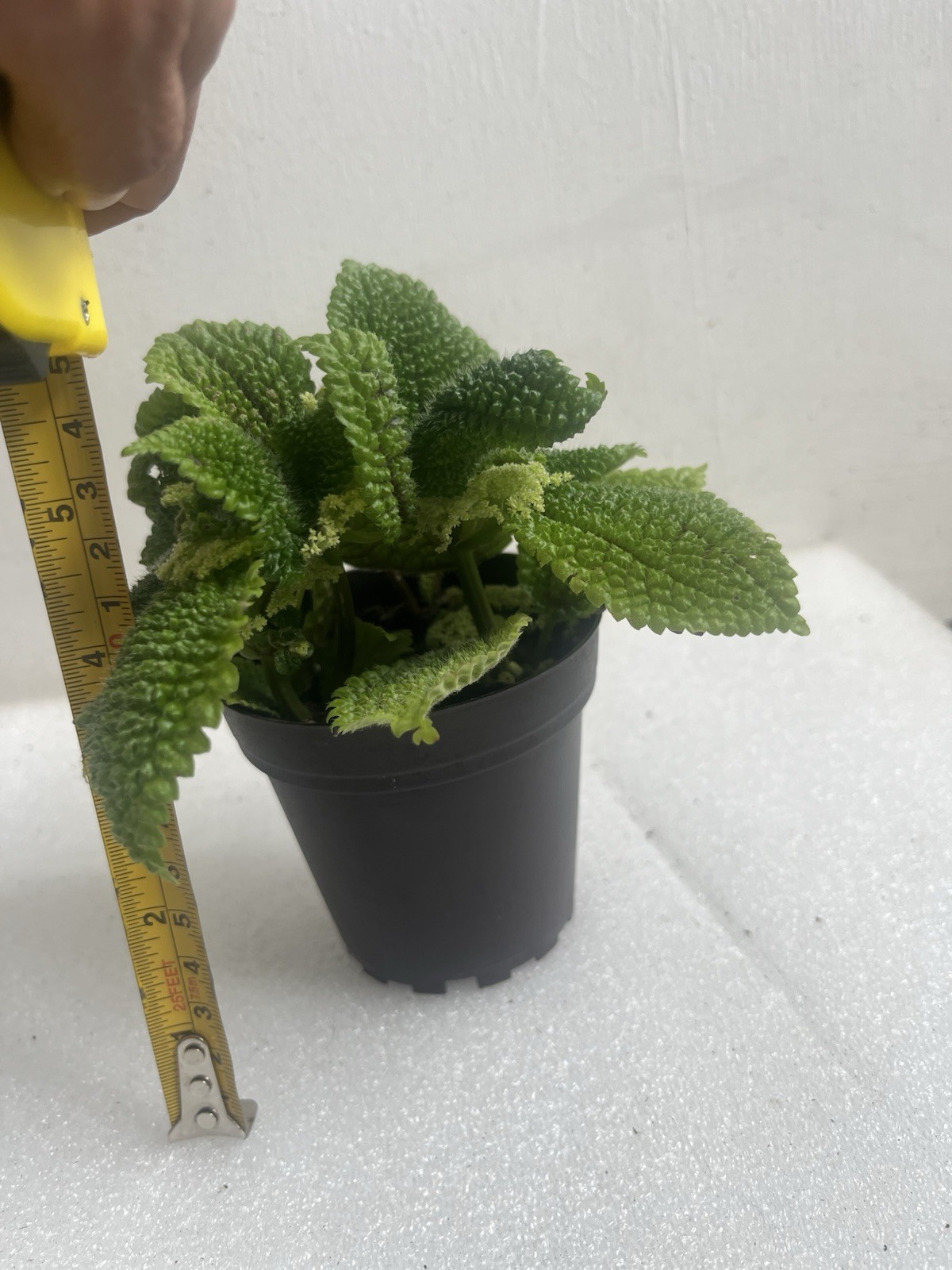 Pilea moon valley- Terrarium Plant-3.8In Pot