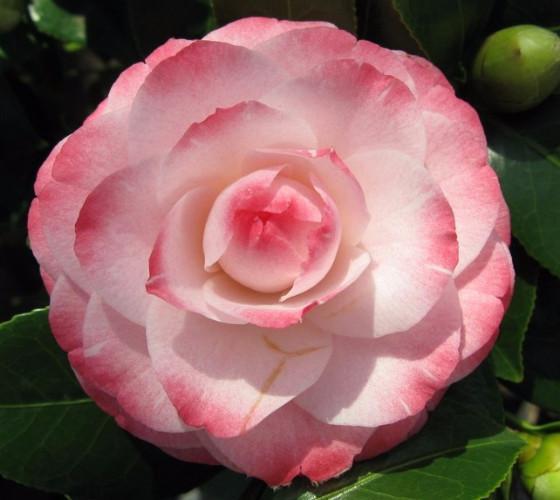 ( 1 )- Grace Albritton Camellia Japonica – Starter Plant ( 4L ) ( 1 live plant )
