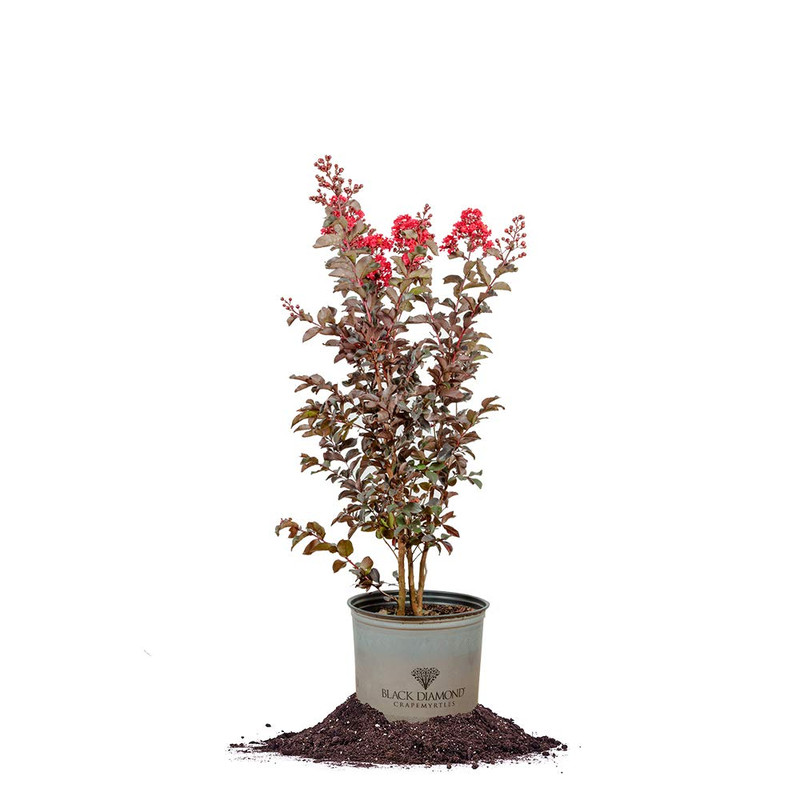 Perfect Plants Best Red 3 Gallon