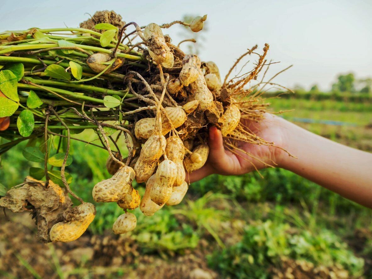 60+ Seeds, GROW PEANUTS IN YOUR GARDEN, 2024 Season.