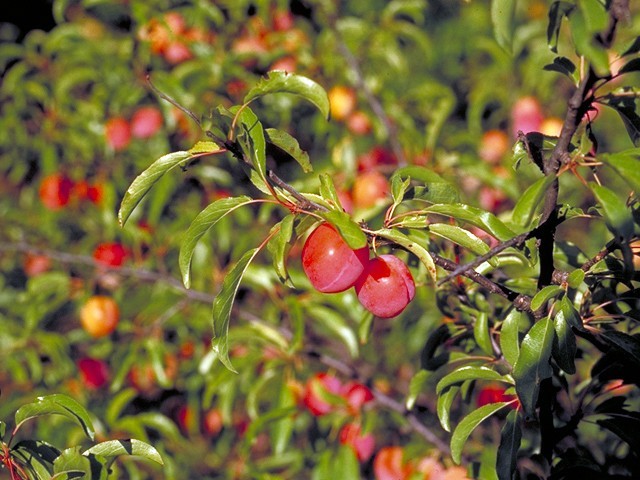 3 Chickasaw Plum Tree 12-24″ Tall Prunus angustfolia Bare Root