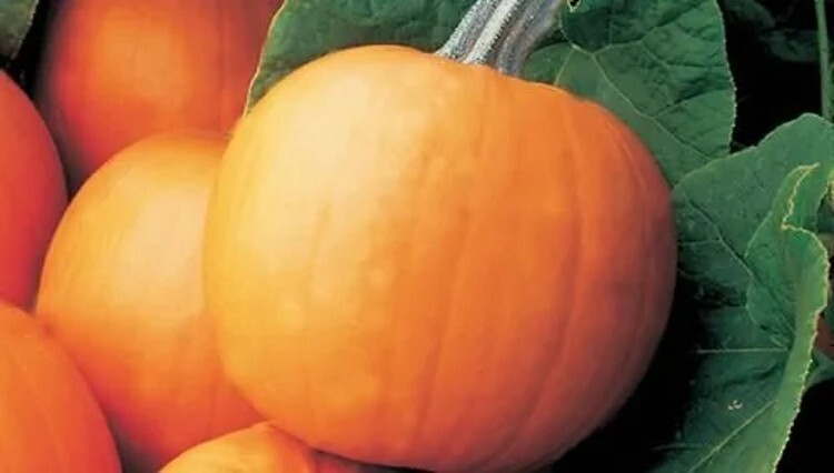 Pumpkins Smoothies Orange Smooths And Perfect Gloves Withe Green Handle 10 Seeds