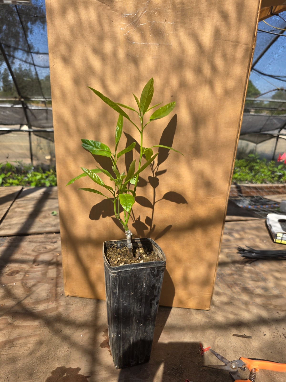 Avocado (Hass) Grafted Plants on Strong Zutano rootstock