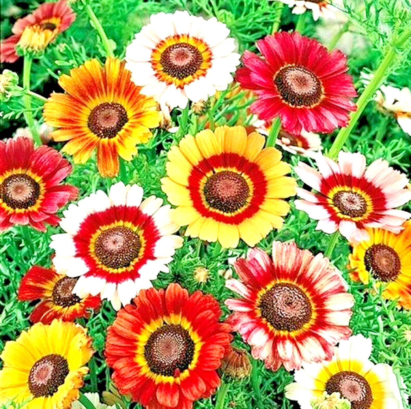 300+ PAINTED DAISY MIX SEEDS —– HUGE FLOWERS ——– BRIGHT COLORS