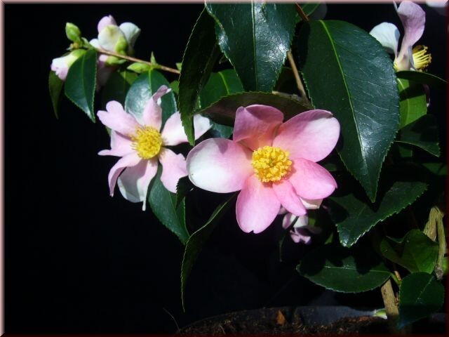 YUME~~Unique Bloom**Camellia Japonica-Live Starter Plant