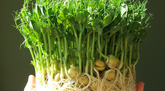 12 oz Green Pea