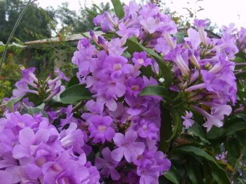 Garlic Vine Live Plant Purple Trumpet Flowers Spring and Fall Starter Size